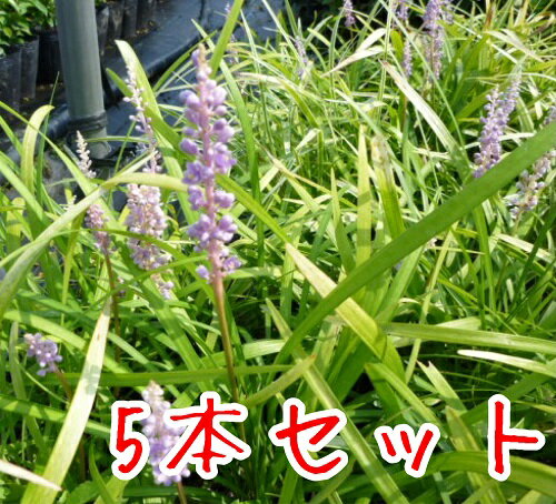 【送料無料】【5本セット】 ヤブラン / 10.5cmポット やぶらん 藪蘭 学名：リリオペ 苗 植木 苗木 グランドカバー 下草 寄せ植え 低木のサムネイル