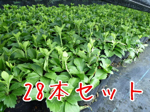 【送料無料】【28本セット】 フッキソウ非売 / 9.0cmポット ふっきそう 富貴草 苗 植木 苗 ...