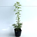 【送料無料】【30本セット】 ソヨゴ 樹高0.3m前後 10.5cmポット そよご 冬青 常緑樹 苗 植木 苗木 生垣 実生苗 目隠し
