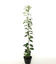 【 単 品 】 ソヨゴ 樹高0.5m前後 10.5cmポット そよご 冬青 常緑樹 メス木 苗 植木 苗木 生垣 メス木