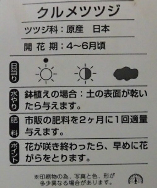 【送料無料】【10本セット】 クルメツツジ（白花） 樹高0.25m前後 13.5cmポット クルメツツジ (シロ） 久留米ツツジ 久留米つつじ （白花） 苗 植木 苗木 生垣 目隠し