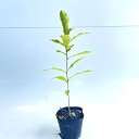 【送料無料】【50本セット】 クヌギ 樹高0.3m前後 10.5cmポット くぬぎ 橡 櫟 椚 苗 植木 苗木 生垣 山林苗 目隠し