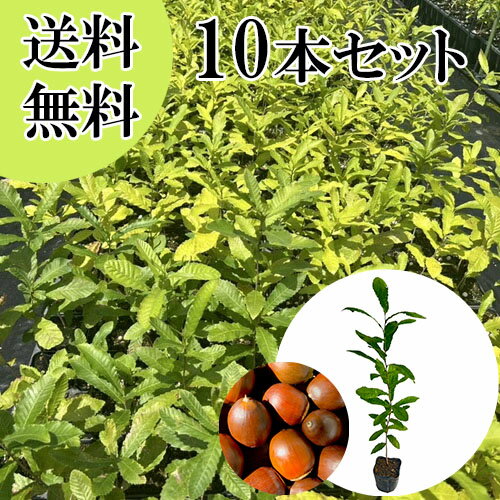 【送料無料】【10本セット】 クヌギ 樹高0.3m前後 10.5cmポット くぬぎ 橡 櫟 椚 苗 植木 苗木 庭 生垣 山林苗 目隠し