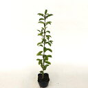 【 単 品 】 ポンカン ぽんかん 樹高0.3m前後 9cmポット ぽんかん ポンカン 接木苗 苗 植木 苗木 庭 目隠し