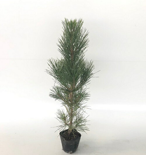 【 単 品 】 クロマツ 樹高0.5m前後 10.5cmポット くろまつ 黒松 苗 植木 苗木 生垣 山林苗 目隠し※当店（楽天市場　花と緑）は北海道、沖縄県への発送は行っていません、間違えてご注文された場合はお客様都合でのキャンセルで処理させていただきます、予めご了承願います。【お届けについて】ご指定が無い場合はご注文を頂きましてから、通常1〜3営業日での発送となります。発送後、お届けまでの日数は下記をご確認ください。九州・中国・関西・四国・中部　発送日＋1日北陸・関東・信越・東 北　発送日＋2日（大型商品、大量注文は+1日）。 クロマツ ポイント クロマツは本州・四国・九州・沖縄の各地に生育する二葉松類である。潮風に強いので、海岸域の防風林などとして植栽されてきた。松は、アカマツとクロマツの総称で、縁起の良い木の代表である。それは、松が長生きで、一年中、青々とした緑を保ち続けることから、節操、長寿、繁茂などにたとえられるからである。アカマツの生育地は内陸部、クロマツは海岸部と、生育地をすみ分けている。 花期・樹形 開花時期 花色 樹形 広がらない最高樹高 20〜40m 分類 針葉樹 適応地域・耐寒性 本州〜九州強い 成長速度 50cm/年 ※環境により異なります 日当たり 日向〜半日陰を好む 植栽と剪定 生育旺盛で樹高が高くなることから、鉢植えにはせず、地植えにして育てます。水はけのよい場所を選び、苗よりも2回りくらい大きな植え穴を掘ります。 ビニールポットを外しそのまま植栽します。植え終わったら、周りにたっぷりと水を注いで倒れないよう支柱を立てて支えます。株同士の間隔を2m以上空けてください。　お得なセット商品も販売中です！（下の画像をクリックして販売ページへ）【 単 品 】クロマツ樹高0.5m前後￥1420 【60本セット】クロマツ樹高0.5m前後￥27300[送料無料]【80本セット】クロマツ樹高0.5m前後￥36400[送料無料]【100本セット】クロマツ樹高0.5m前後￥45500[送料無料]【120本セット】クロマツ樹高0.5m前後￥54600[送料無料]【140本セット】クロマツ樹高0.5m前後￥63700[送料無料]【160本セット】クロマツ樹高0.5m前後￥72800[送料無料]【180本セット】クロマツ樹高0.5m前後￥81900[送料無料]【200本セット】クロマツ樹高0.5m前後￥91000[送料無料]他のサイズ、種類をもっと見る＞＞業販はお気軽にお問合せ下さい→FAX 0943-73-1941 谷川緑販