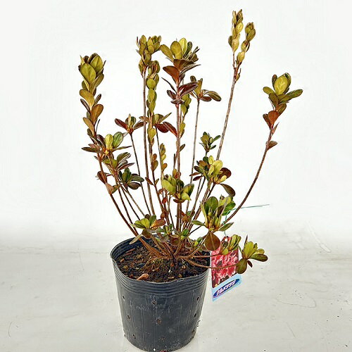 【送料無料】【20本セット】 クルメツツジ(ピンク) 樹高0.25m前後 15cmポット クルメツツジ (ピンク) 久留米ツツジ 久留米つつじ ピンク 苗 植木 苗木 生垣 目隠し