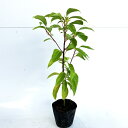 【送料無料】【30本セット】 クスノキ 樹高0.3m前後 10.5cmポット くすのき 樟 楠 苗 植木 苗木 生垣 山林苗 目隠し