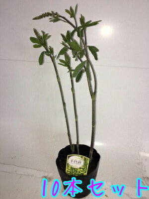 【送料無料】【10本セット】 センダイハギ / 15cmポット せんだいはぎ センダイハギ 千代萩 苗 植木 苗木のサムネイル