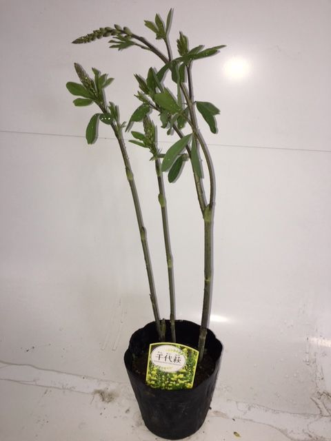 【 単 品 】 センダイハギ / 15cmポット せんだいはぎ センダイハギ 千代萩 苗 植木 苗木のサムネイル