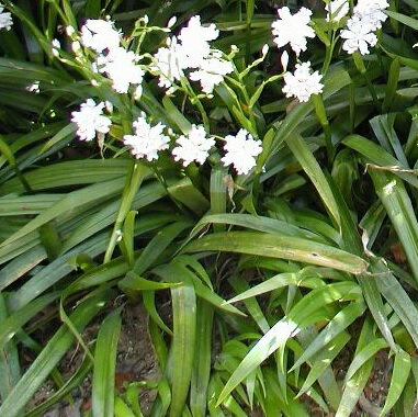  シャガ / 10.5cmポット しゃが 射干 著莪 胡蝶花 苗 植木 苗木 庭 グランドカバー 下草 寄せ植え 低木