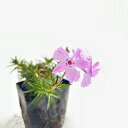 【送料無料】【84本セット】 シバザクラ ピンク フロックストロット / 9.0cmポット しばざくら 芝桜 大輪 フロックストロット 花時期3〜4月上旬 苗 ...