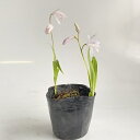 【 単 品 】 シロバナシラン / 10.5cmポット しらん 紫蘭 花:4月位 白花 苗 植木 苗木 グランドカバー 下草 寄せ植え 低木