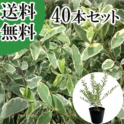 【送料無料】【40本セット】 シルバープリペット 樹高0.4m前後 15cmポット しるばーぷりぺっと プリペット 苗 植木 苗木 庭 生垣 目隠し