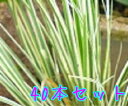 【送料無料】【40本セット】 フイリセキショウ / 10.5cmポット ふいりせきしょう 斑入り石菖 斑入りセキショウ 苗 植木 苗木 グランドカバー 下草 寄...