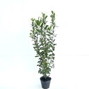 【 単 品 】 フェイジョア 樹高0.8m前後 15cmポット ふぇいじょあ 実生苗 苗 植木 苗木 生垣