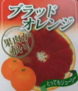 ◆送料無料◆【10本セット】宮川早生 みかん 苗木 鉢植え 接ぎ木苗 ポット植え【ベランダで育成】[小] 9cmポット 果樹 家庭菜園 温州