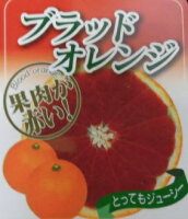 【送料無料】【12本セット】 ブラッドオレンジ 樹高0.5m前後 15cmポット ぶらっど...