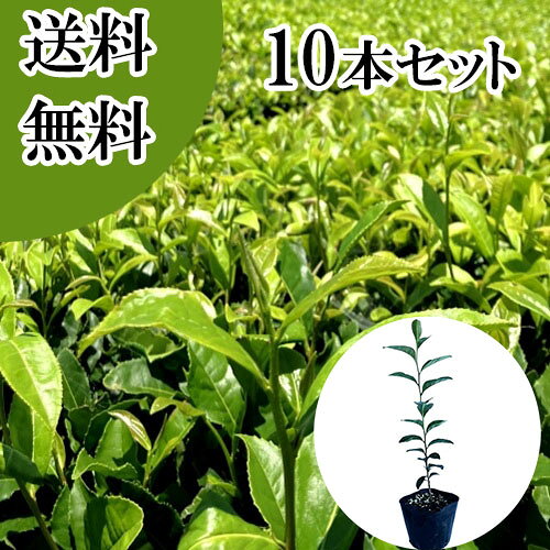 ������̵���ۡ�10�ܥ��åȡ� ����Υ� ����0.3m���� 10.5cm�ݥå� ������Τ� ������� �� ���� ���� �� ���� �ܱ���