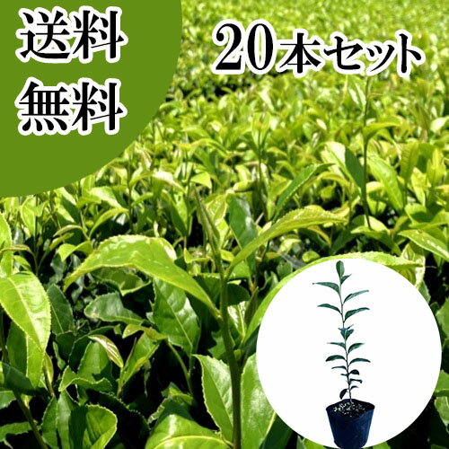 ������̵���ۡ�20�ܥ��åȡ� ����Υ� ����0.3m���� 10.5cm�ݥå� ������Τ� ������� �� ���� ���� �� ���� �ܱ���