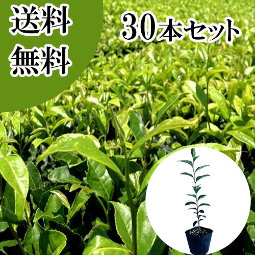 ������̵���ۡ�30�ܥ��åȡ� ����Υ� ����0.3m���� 10.5cm�ݥå� ������Τ� ������� �� ���� ���� �� ���� �ܱ���