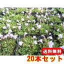 【送料無料】【20本セット】 サギゴケ ピンク花 / 9.0cmポット さぎごけ ぴんく 鷺苔 花期:3〜4月 多年草 苗 植木 苗木 グランドカバー 下草 寄...