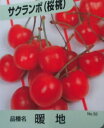  サクランボ 暖地 樹高0.5m前後 15cmポット さくらんぼ 桜桃 苗 植木 苗木 庭 果樹苗