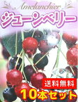 【送料無料】【10本セット】 ジューンベリー 樹高0.3m前後 10.5cmポット じゅーんべりー アメリカザイフリボク 春に白い花が咲き 6月上旬ごろ実がなります。 苗 植木 苗木 庭 生垣 果樹苗