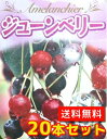 【送料無料】【20本セット】 ジューンベリー 樹高0.3m前後 10.5cmポット じゅーんべりー アメリカザイフリボク 春に白い花が咲き 6月上旬ごろ実がなります。 苗 植木 苗木 庭 生垣 果樹苗