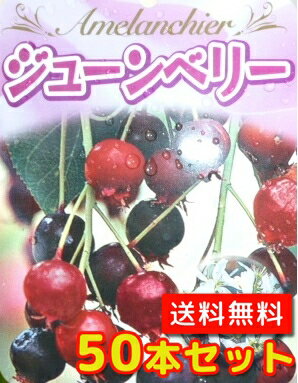 【送料無料】【50本セット】 ジューンベリー 樹高0.3m前後 10.5cmポット じゅーんべりー アメリカザイフリボク 春に白い花が咲き 6月上旬ごろ実がなります。 苗 植木 苗木 庭 生垣 果樹苗 ※当店（楽天市場　花と緑）は北海道、沖縄県への発送は行っていません、間違えてご注文された場合はお客様都合でのキャンセルで処理させていただきます、予めご了承願います。【お届けについて】ご指定が無い場合はご注文を頂きましてから、通常1〜3営業日での発送となります。発送後、お届けまでの日数は下記をご確認ください。九州・中国・関西・四国・中部　発送日＋1日北陸・関東・信越・東 北　発送日＋2日（大型商品、大量注文は+1日）。　お得なセット商品も販売中です！（下の画像をクリックして販売ページへ）【10本セット】ジューンベリー樹高0.3m前後￥6170[送料無料]【20本セット】ジューンベリー樹高0.3m前後￥10040[送料無料]【30本セット】ジューンベリー樹高0.3m前後￥14020[送料無料]【40本セット】ジューンベリー樹高0.3m前後￥18020[送料無料]【50本セット】ジューンベリー樹高0.3m前後￥21500[送料無料]他のサイズ、種類をもっと見る＞＞業販はお気軽にお問合せ下さい→FAX 0943-73-1941 谷川緑販