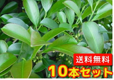 サカキ【10本セット】樹高0.3m前後10.5cmポット【送料無料】本サカキ：本榊：（榊）/