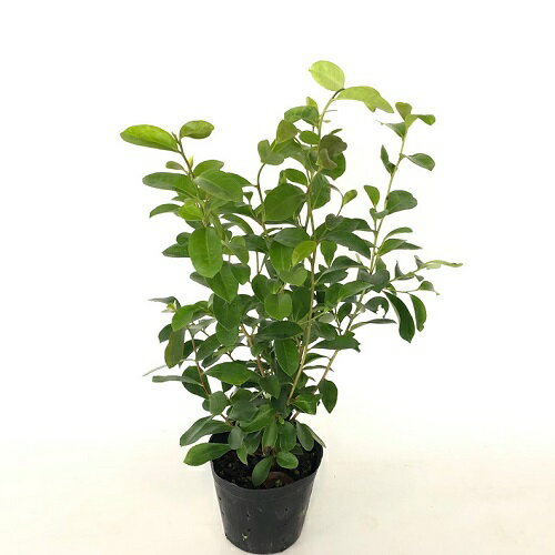 【 単 品 】 サカキ（ホンサカキ） 本榊 樹高0.5m前後 15cmポット ホンサカキ　ほんさかき 榊 本サカキ（神事 祭壇 神棚）本神榊　※ヒサカキではありません。 苗 植木 苗木 さかき 榊 本サカキ（神事 祭壇）本神榊