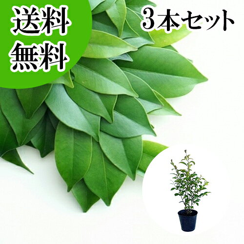 【送料無料】【3本セット】 サカキ （ホンサカキ） 本榊 樹高0.6m前後 15cmポット ホンサカ ...