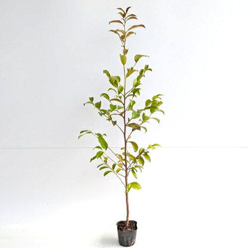 楽天市場】榊 植木の通販
