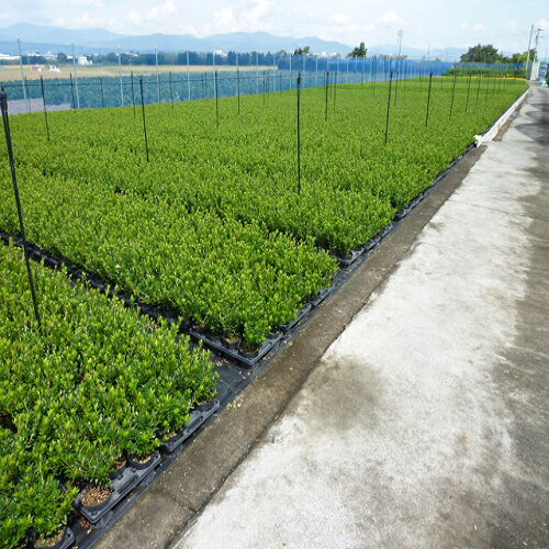 サツキツツジ 樹高0.25m前後 15cmポット さつきつつじ 五月 皐月 さつき サツキ 苗 植木 苗木 生垣 目隠し