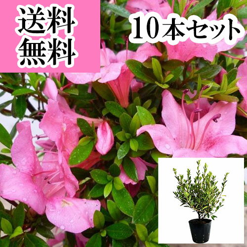 【送料無料】【10本セット】 サツキツツジ（さつき） 樹高0.3m前後 15cmポット さつきつつじ 5号ポット 五月 皐月 さつき サツキ 苗 植木 苗木 庭 生垣 目隠し
