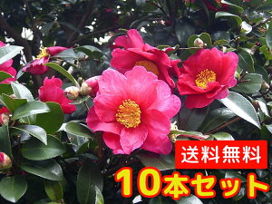 サザンカ 樹高0 5m前後 10 5cmポット 50本セット T1送料無料 さざんか 山茶花 販売 苗 植木 苗木 庭木 垣根 生垣 生け垣 生垣用 目隠し 木 花と緑 サザンカ 樹高0 5m前後 10 5cmポット 50本セット T1送料無料 さざんか 山茶花 販売 苗 植木 苗木 庭木 垣根 生垣 生け垣 生垣用 目隠し 木 花と緑