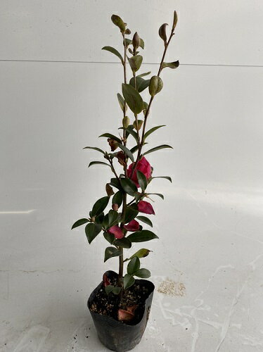 サザンカの魅力 上品な香りの花が庭木や生垣に人気 花言葉や花 葉 実の特徴と育て方 ツバキとの違いなど 農業 ガーデニング 園芸 家庭菜園マガジン Agri Pick