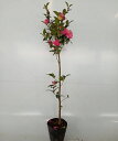 【 単 品 】 サザンカ 樹高0.6m前後 15cmポット さざんか 山茶花 タチカン赤花 苗 植木 苗木 庭 生垣 目隠し その1