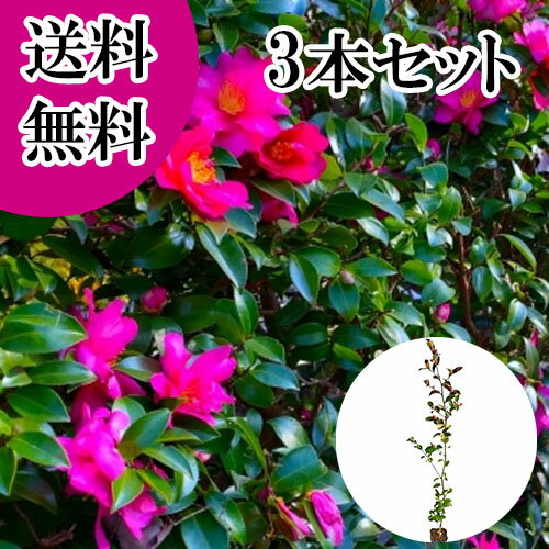 ������̵���ۡ�3�ܥ��åȡ� ������ ����0.8m���� 10.5cm�ݥå� ������ ����� ���������ֲ� �� ���� ���� �� ���� �ܱ���