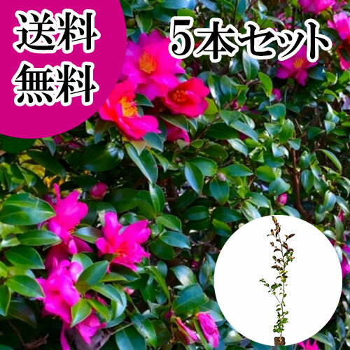 ������̵���ۡ�5�ܥ��åȡ� ������ ����0.8m���� 10.5cm�ݥå� ������ ����� ���������ֲ� �� ���� ���� �� ���� �ܱ���