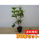 【送料無料】【30本セット】 シキザキモクセイ 樹高0.25m前後 10.5cmポット スイートオリーブ 四季咲き木犀 四季咲きモクセイ しきざきもくせい もく...