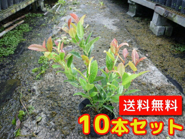 【送料無料】【10本セット】 セイヨウイワナンテン アキシラリス 樹高0.2m前後 10.5cmポット いわなん..