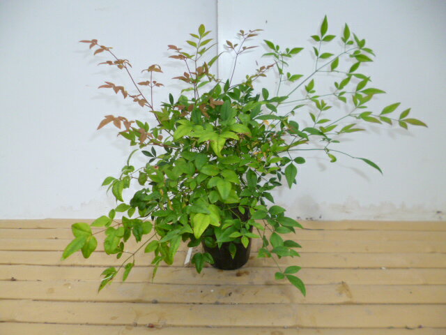 【 単 品 】 シロナンテン 樹高0.2m前後 15cmポット しろなんてん 白南天 白実 苗 植木 苗木 生垣 目隠し