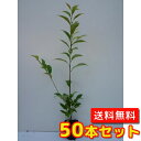 【送料無料】【50本セット】 スダジイ 樹高0.5m前後 10.5cmポット すだじい 椎 しいのき 椎の木 椎木 シイノキ 苗 植木 苗木 生垣 山林苗 目隠...