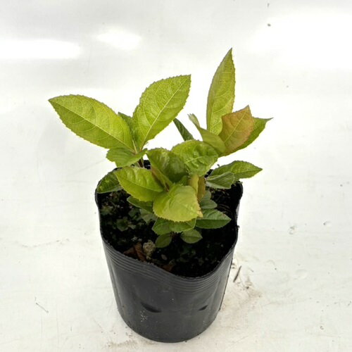 【 単 品 】 ヤブコウジ / 9cmポット やぶこうじ 藪柑子 十両 苗 植木 苗木 グランドカバー 下草 寄せ植え 低木のサムネイル
