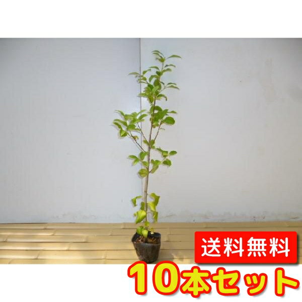 ヤマボウシ樹高0.8m前後10.5...