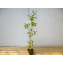 【 単 品 】 ヤマボウシ 樹高0.8m前後 10.5cmポット やまぼうし 山法師 落葉樹 苗 植木 苗木 生垣 山林苗 目隠し