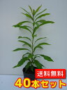 【送料無料】【40本セット】 ヤマモモ 樹高0.5m前後 10.5cmポット やまもも 山桃 苗 植木 苗木 庭 生垣 山林苗 目隠し