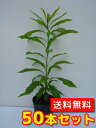 【送料無料】【50本セット】 ヤマモモ 樹高0.5m前後 10.5cmポット やまもも 山桃 苗 植木 苗木 庭 生垣 山林苗 目隠し