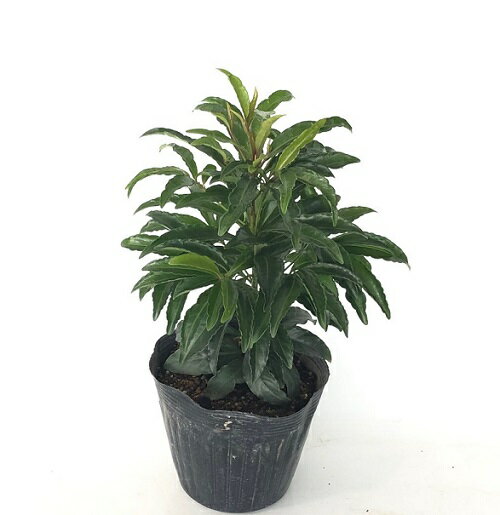 【 単 品 】 マンリョウ 樹高0.3m前後 15cmポット まんりょう 万両 苗 植木 苗木 苗 生垣 目隠しのサムネイル